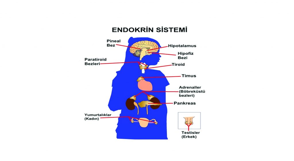 Kapitalist üretim dünyamızı cehenneme çeviriyor: “Endokrin Bozucu Maddeler”