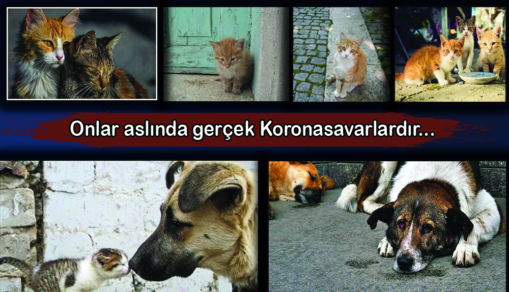 Onlar aslında gerçek Koronasavarlardır…