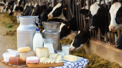 Süt ve süt ürünleri üretiminde kara günler bizi bekliyor
